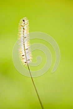 Green wheat plant