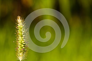 Green wheat plant macro