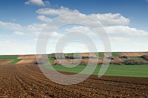 Green wheat and plowed field farmland landscape