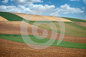 Green wheat and plowed field landscape