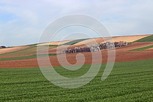 Green wheat and plowed fields agriculture Voivodina Serbia landscape