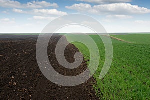 Green wheat  and plowed fields in spring