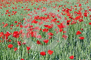 Green wheat and red poppy