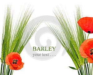 Green Wheat with red poppy