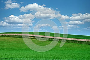 Green wheat rolling hills landscape,Moravia,Chech Republic