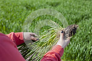 Green wheat with roots in hands. A review of the health of sprouted grain.