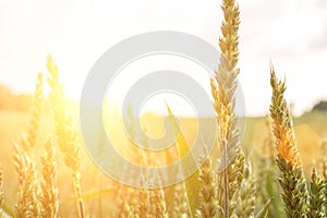 Green wheat rye landscape in sun day. Golden harvest background. Bread plant agriculture farm cereal crop in sunset