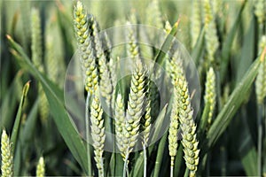 Green wheat spike.