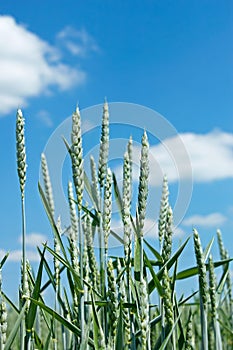 Green wheat spikes