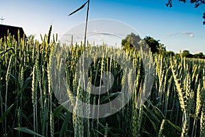 Green wheat spikes against the background of the blue sky with cloud and green tree