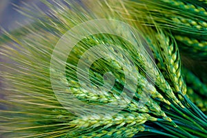 Green Wheat spikes on dark wooden board