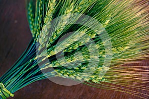 Green Wheat spikes on dark wooden board