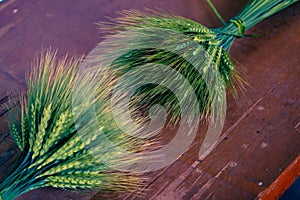 Green Wheat spikes on dark wooden board