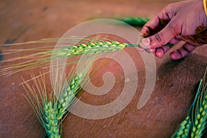 Green Wheat spikes on dark wooden board