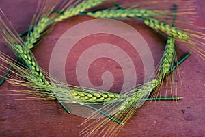 Green Wheat spikes on dark wooden board