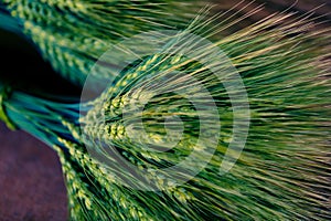 Green Wheat spikes on dark wooden board