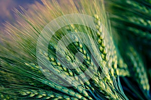 Green Wheat spikes on dark wooden board