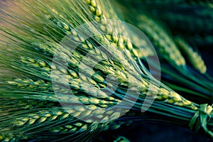 Green Wheat spikes on dark wooden board