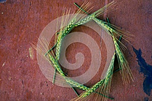 Green Wheat spikes on dark wooden board