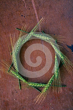 Green Wheat spikes on dark wooden board