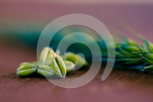 Green Wheat spikes on dark wooden board
