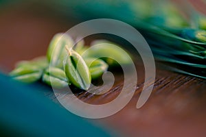 Green Wheat spikes on dark wooden board