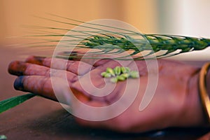 Green Wheat spikes on dark wooden board