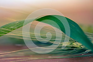 Green Wheat spikes on dark wooden board