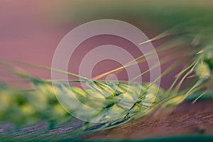 Green Wheat spikes on dark wooden board