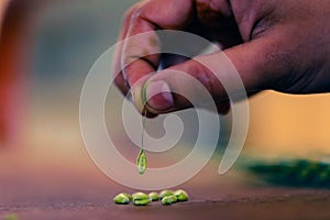 Green Wheat spikes on dark wooden board