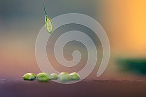 Green Wheat spikes on dark wooden board