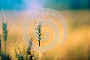 Green Wheat spikes on dark wooden board