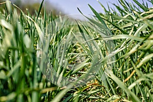 Green wheat sprouts close-up, wheatgrass