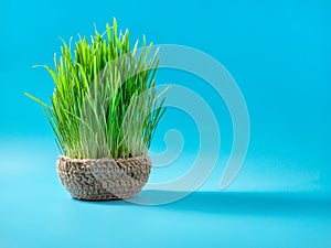 Zelený pšenice klíčky dovolená. tradiční oslava z jarní rovnodennost. Peršan íránský Ázerbájdžán nový 
