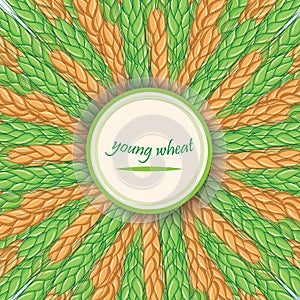 Green wheat stalks. Vector banner.