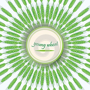 Green wheat stalks. Young wheat germ. Vector banner.Circular ornament with spike