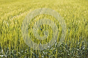 Green wheat. Sunny day. Close up.