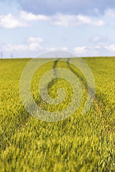 Green wheat. Sunny day. Close up.