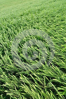 Green wheat texture as agricultural background