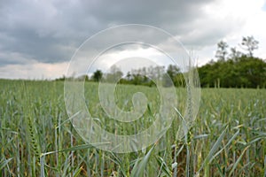 Zelená pšenice (Triticum) pole na modré obloze na jaře. Detailní záběr nezralých pšeničných klasů. Slovensko
