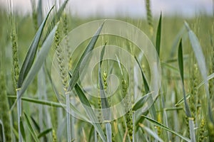 Zelená pšenice (Triticum) pole na modré obloze na jaře. Detailní záběr nezralých pšeničných klasů. Slovensko