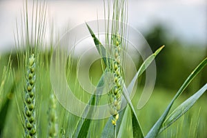 Zelená pšenice (Triticum) pole na modré obloze na jaře. Zblízka nezralé pšenice uši