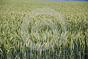 Green wheat (Triticum) field on blue sky in summer. Close up of unripe wheat ears