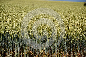 Green wheat (Triticum) field on blue sky in summer. Close up of unripe wheat ears