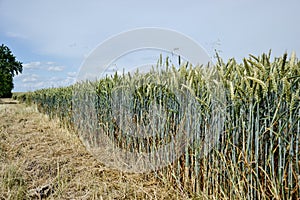 Green wheat (Triticum) field on blue sky in summer. Close up of unripe wheat ears