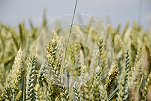 Zelené pšeničné (Triticum) pole na modré obloze v létě. Zblízka nezralé pšenice uši
