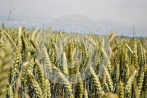 Green wheat (Triticum) field on blue sky in summer. Close up of unripe wheat ears