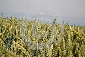 Green wheat (Triticum) field on blue sky in summer. Close up of unripe wheat ears