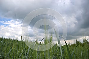 Zelené pšeničné (Triticum) pole na tmavé zatažené obloze na jaře. Detailní záběr nezralých pšeničných klasů. Slovensko