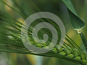 Green Wheat Or Triticum Species With Long Awns